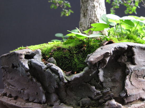 bonsai pot